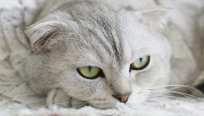 爱游戏登陆入口-中国女足珀斯首训：唐佳丽单独训练，陈巧珠缺席|体育场|夏季奥林匹克运动会|朝鲜|俱乐部|奥林匹克_新浪体育_新浪新闻